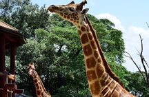 Nairobi Giraffe Centre and National Museum Guided Tour Adventure
