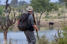 Half-Day Walking Safari in Greater Kruger National Park