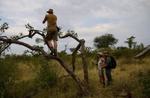Half-Day Walking Safari in Greater Kruger National Park