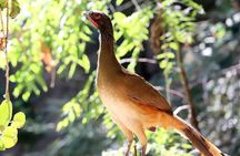 Private Tour: Botanical Garden, Petroglyphs & Mexican Food