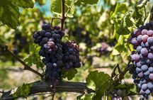 Tacama Winery : Gran Tour Tacama + Bodega Artesanal