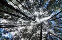 Private Pykara Lake Tour in Ooty with Car