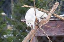 Ranua Wildlife Park Photography Tour