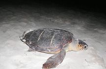 Boa vista Turtle Watching with local guides