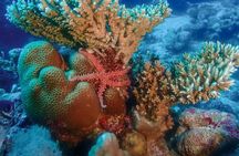 Daily Diving with Equipment from Hurghada