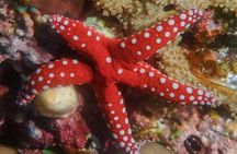 Daily Diving with Equipment from Hurghada