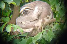 The Best of Tambopata - 2 Day Tour