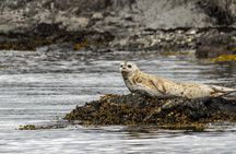 3 Hour Kayaking Tours from Friday Harbor