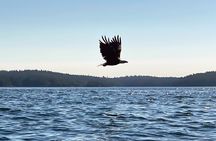 3 Hour Kayaking Tours from Friday Harbor