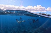 2 Hour Tandem Clear Kayak Rental (9am-11am)