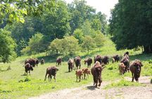 Buffalo Creek Ranch Tour Experience
