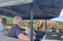 Half-Day Schotia Game Reserve (Open 4x4 Safari Vehicle)