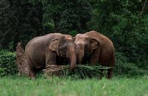 Chiang Mai Elephant Sanctuary Waterfall Long Neck Village Tour