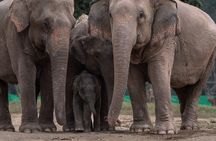 Chiang Mai Elephant Sanctuary, Bamboo Rafting and Waterfall Tour