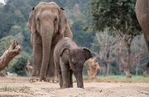 Chiang Mai Elephant Sanctuary Waterfall Long Neck Village Tour