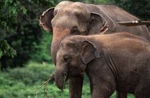 Chiang Mai Elephant Sanctuary, Bamboo Rafting and Waterfall Tour