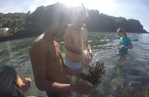 Coral Restoration Snorkel Tour in Candidasa, Bali with NGO