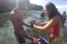 Coral Restoration Snorkel Tour in Candidasa, Bali with NGO