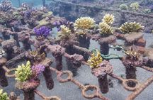 Coral Restoration Snorkel Tour in Candidasa, Bali with NGO