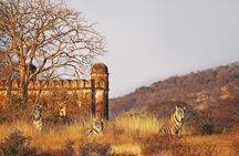 7 Days Ranthambore Tiger Safari and The Golden Triangle Tour