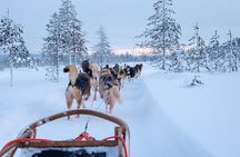 Rovaniemi Lapland Husky Experience 5km