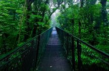 Hanging Bridges & Wildlife: Monteverde Cloud Forest Experience