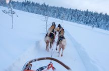Rovaniemi Lapland Husky Experience 5km