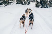 Rovaniemi Lapland Husky Experience 5km