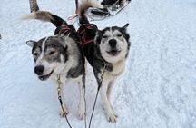 Rovaniemi Lapland Husky Experience 5km