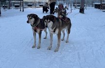 Rovaniemi Lapland Husky Experience 5km