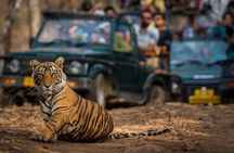 Day Trip from Jaipur to Ranthambore Safari