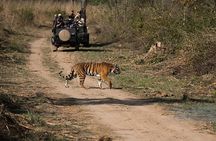 Day Trip from Jaipur to Ranthambore Safari
