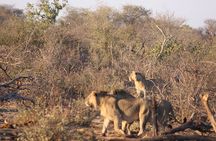 Zambezi National Park 3 hour Safari