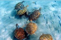 Tour to the best beaches; snorkel with fish and turtles 