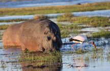 Zambezi National Park 3 hour Safari