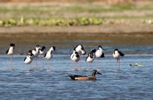Cabo birding | Bird watching at bird sanctuary