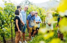 Premium Hunter Valley Wine Tour with Tastings & 2 Course Lunch