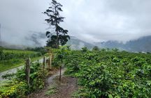 Private Community Coffee Farm of Transformation in Comuna 8