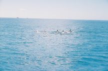 Marine Wildlife Snorkel Tour Sharks Shipwreck