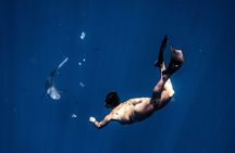 Marine Wildlife Snorkel Tour Sharks Shipwreck