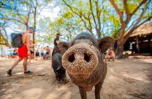 Pig Island and Koh Tan Snorkeling Fun by Speedboat from Samui