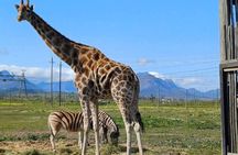 Cape Town Giraffe House, Cheetah Encounter and Wine Tasting Tour.