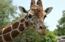 Cape Town Giraffe House, Cheetah Encounter and Wine Tasting Tour.