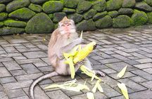 Ubud: Monkey Forest, Jungle Swing, Rice Terrace, Tample, Coffee