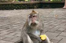 Ubud: Monkey Forest, Jungle Swing, Rice Terrace, Tample, Coffee