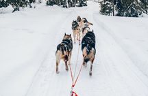 Lapland Wilderness Husky Safari 7,5 km