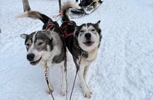 Lapland Wilderness Husky Safari 7,5 km