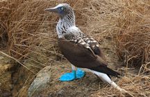 Isla de la Plata: Wildlife Trails & Snorkeling at Machalilla Park