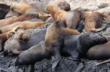 Whales Sea Lions and Snorkeling Experience from Puerto López