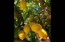 Authentic Amalfi Lemon Tour & Tasting in the Historical Garden